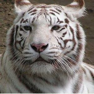 Meet your Posher, Amar